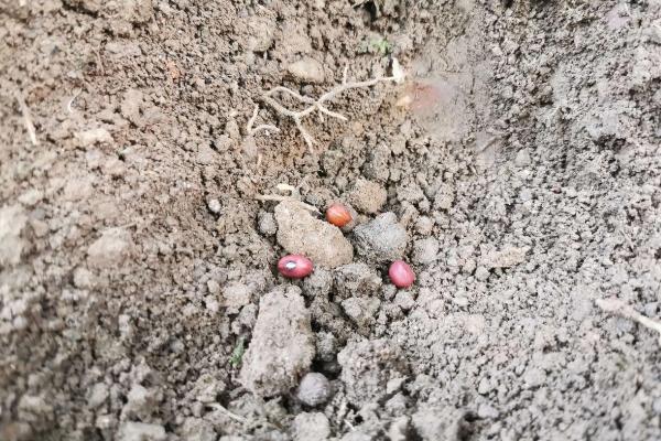 种植红小豆的株行距