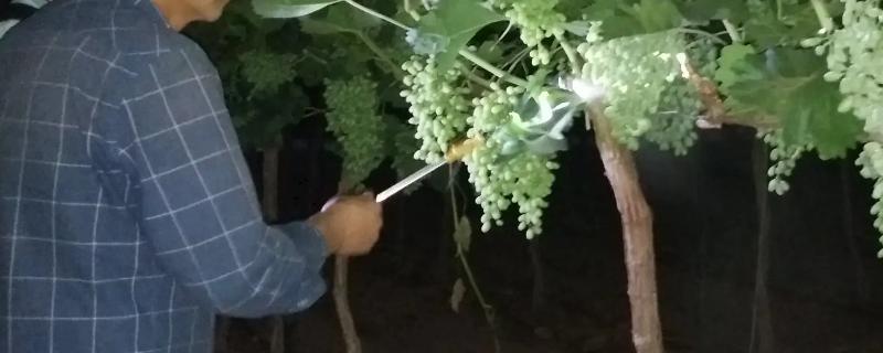 葡萄催红剂有哪些