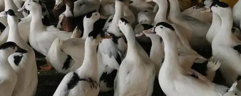 骡鸭是什么品种鸭