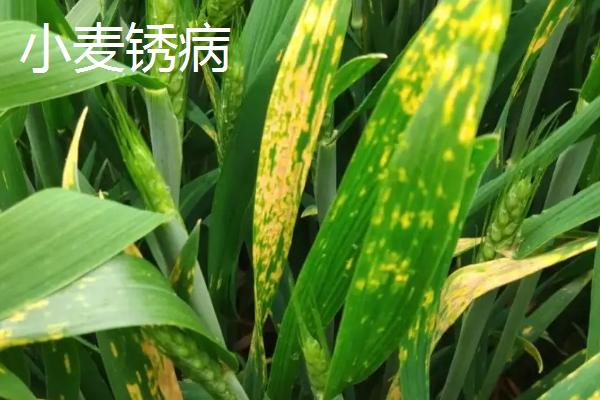 氯溴异氰尿酸的混用注意事项