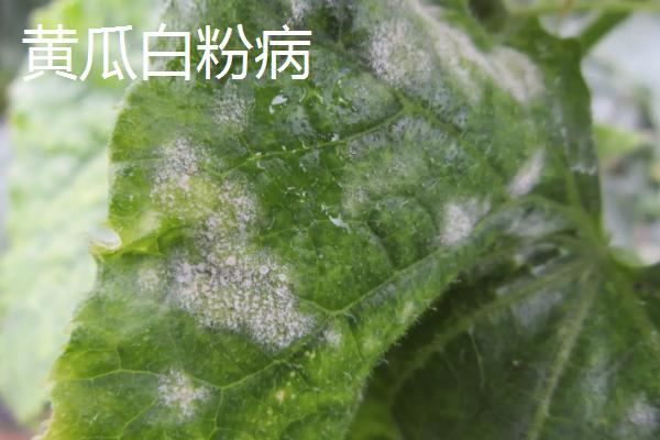 氯溴异氰尿酸的混用注意事项