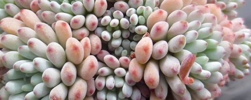 蓝豆怎么养