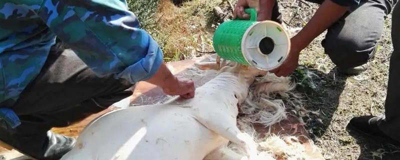 杀山羊怎么去毛又快又干净