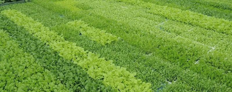 农业绿色发展包括哪些