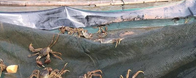 螃蟹冬天怎么养