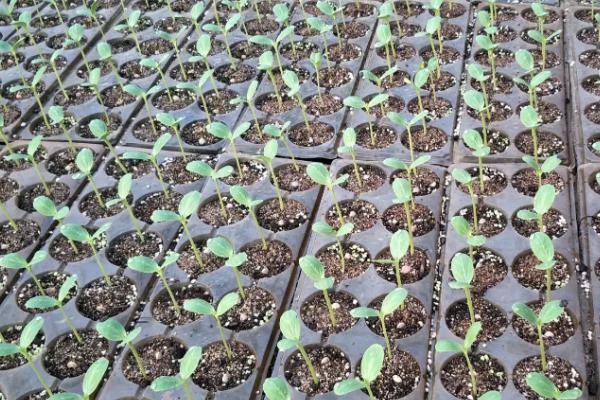 大棚西瓜种植方法