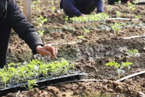 大棚西瓜种植方法