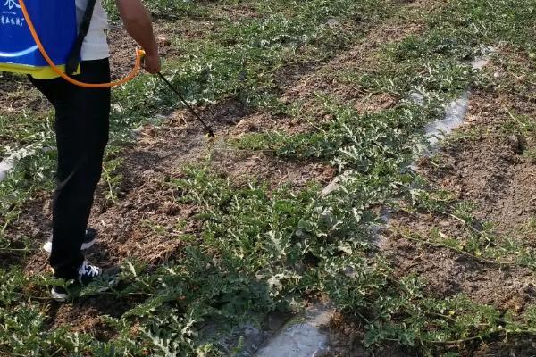大棚西瓜种植方法