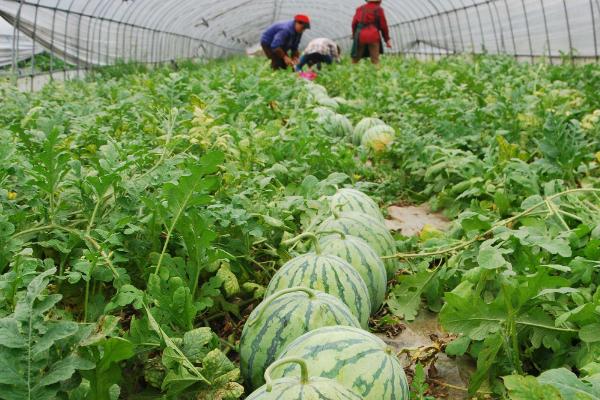 大棚西瓜种植方法