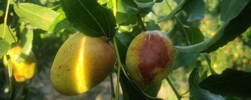 脆枣在什么时候成熟