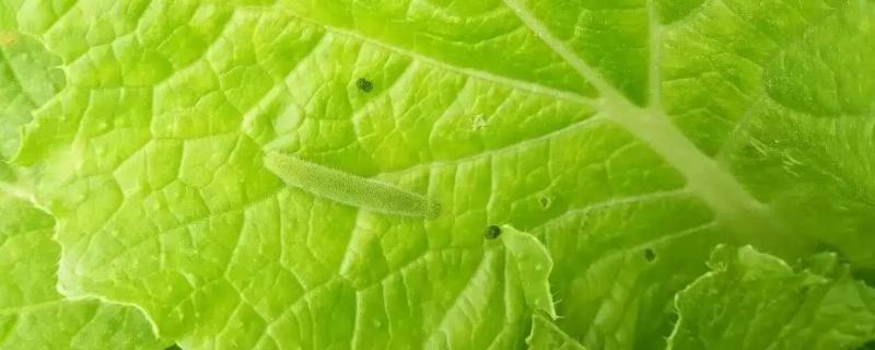 治菜青虫不用农药的四种方法