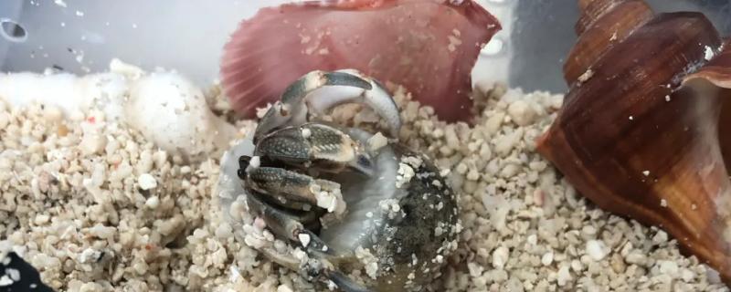 寄居蟹新手入门饲养教程