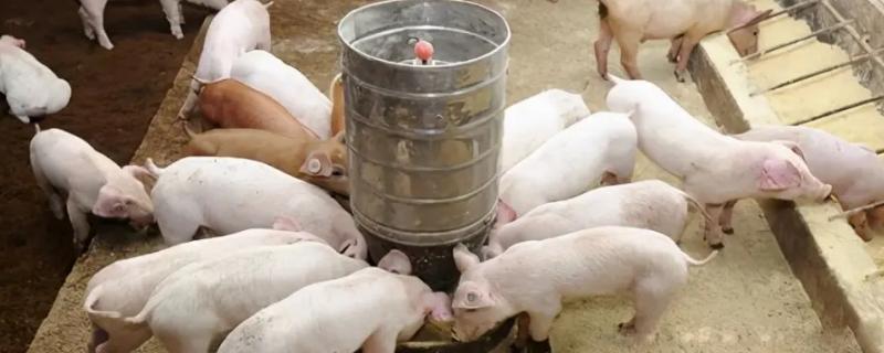 养猪料肉比一般是多少