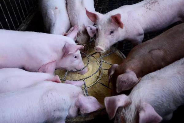 养猪的料肉比通常是多少