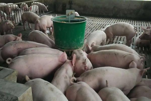 养猪的料肉比通常是多少