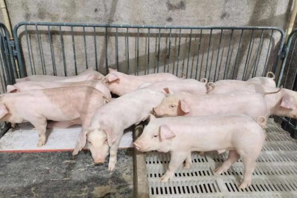 养猪的料肉比通常是多少