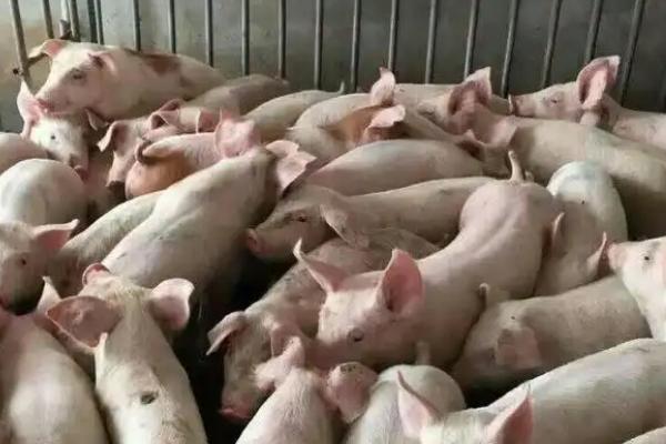 养猪的料肉比通常是多少