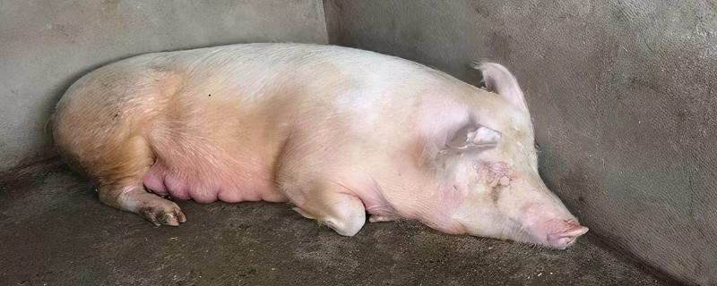 母猪细小疫苗应激症状