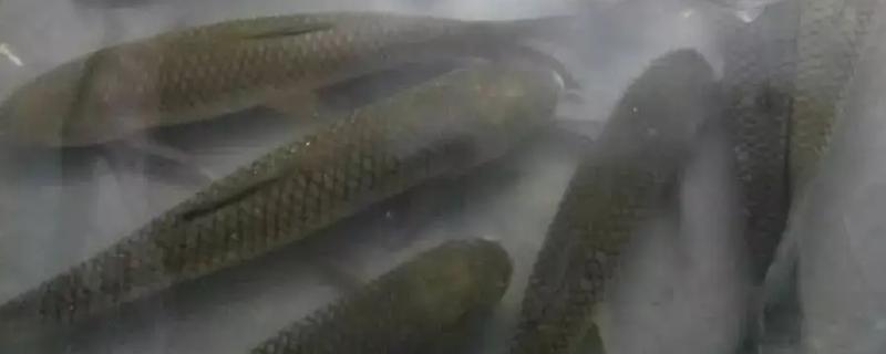 草鱼吃浮萍吗