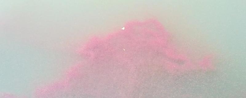 红虫会自己繁殖吗