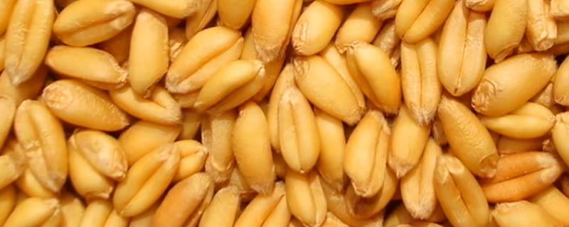 国标三等小麦标准