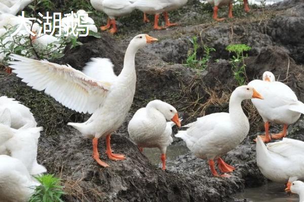 鹅的品种