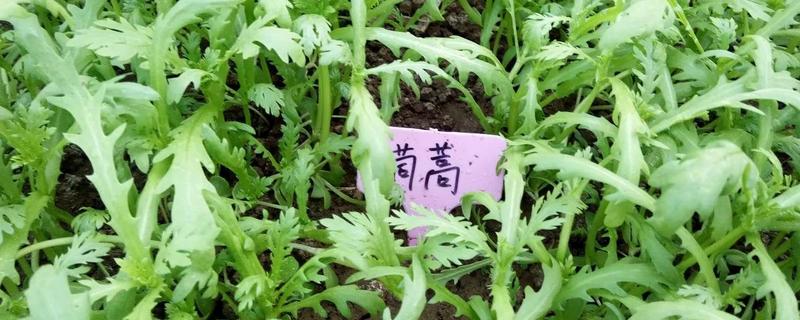 茼蒿什么时候播种好