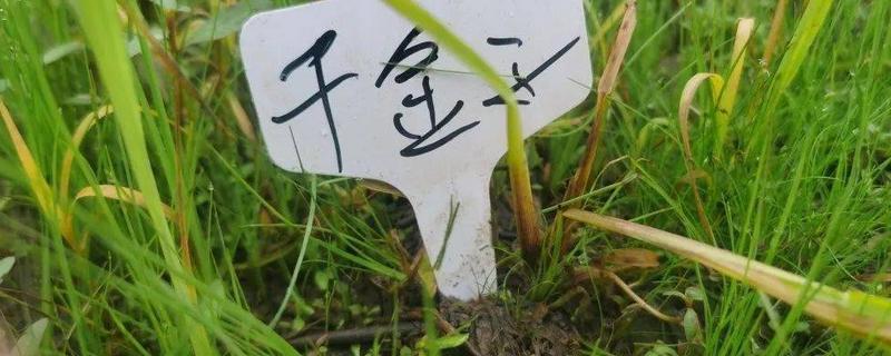 大龄千金子除草剂
