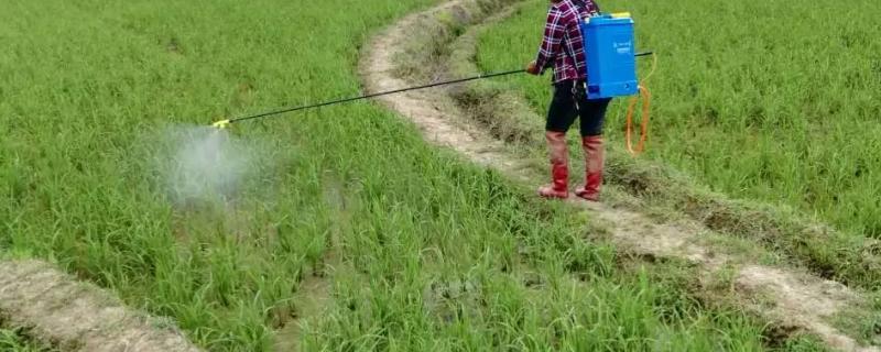 灵斯科丹对水稻有药害吗