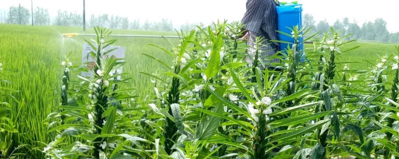 芝麻除草用什么除草剂