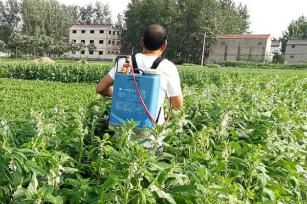 芝麻地除草用什么药