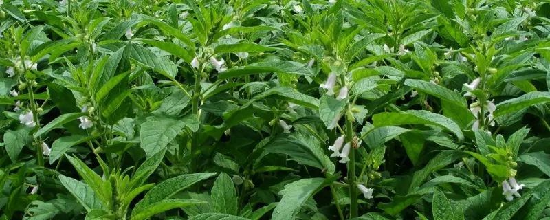 芝麻的种植技术和管理