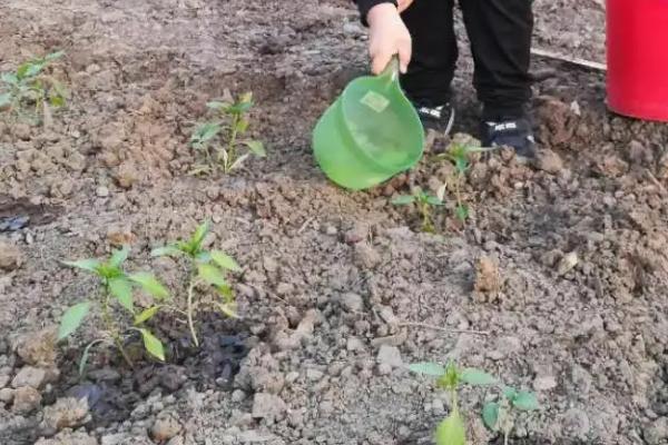 青椒如何种植与管理