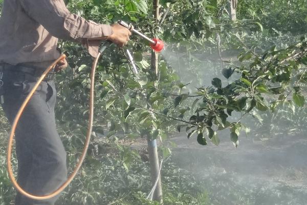 果树哪个时期适合使用氨基酸