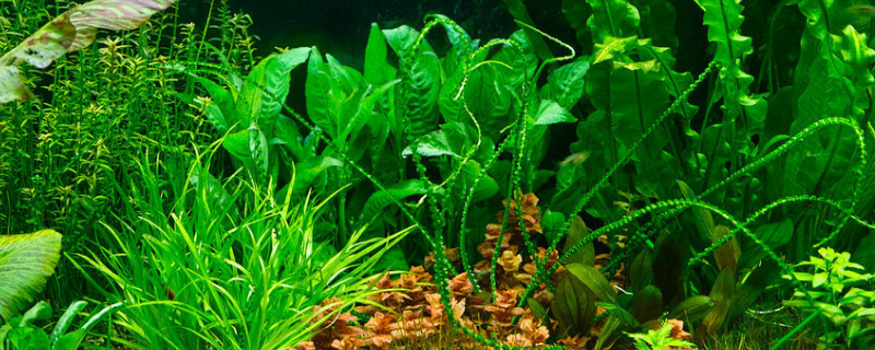 水草种植方法