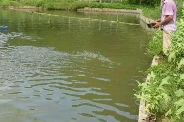 水中出现轮虫说明什么