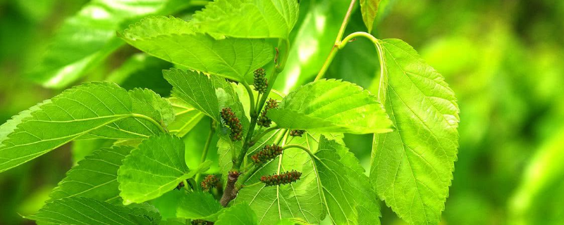 蛋白桑种植技术