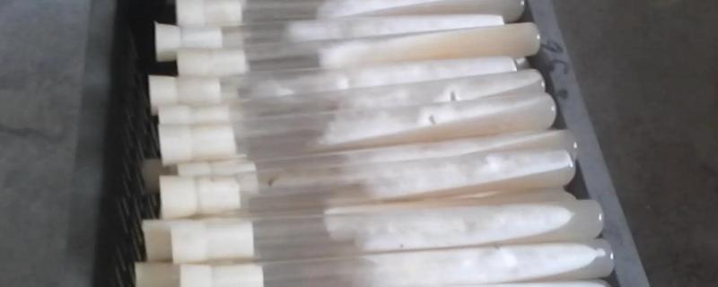 平菇菌种的制作方法