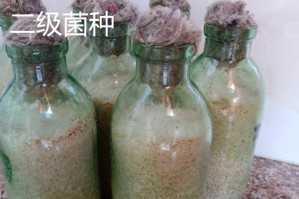平菇菌种如何制作