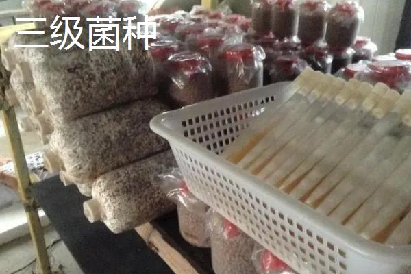 平菇菌种如何制作