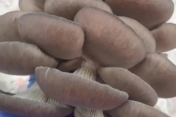 平菇菌种如何制作