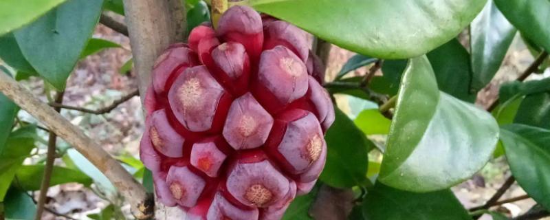 黑老虎种植气候条件