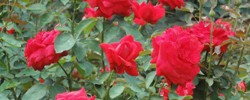 月季花籽怎么种
