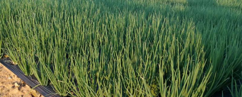 小葱地里杂草用什么除草剂