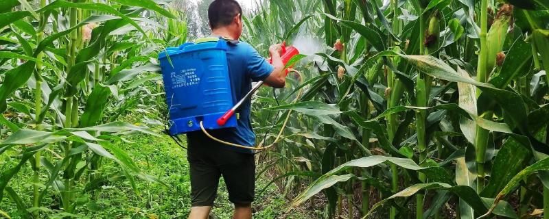 玉米授粉期打杀虫药产量受影响吗