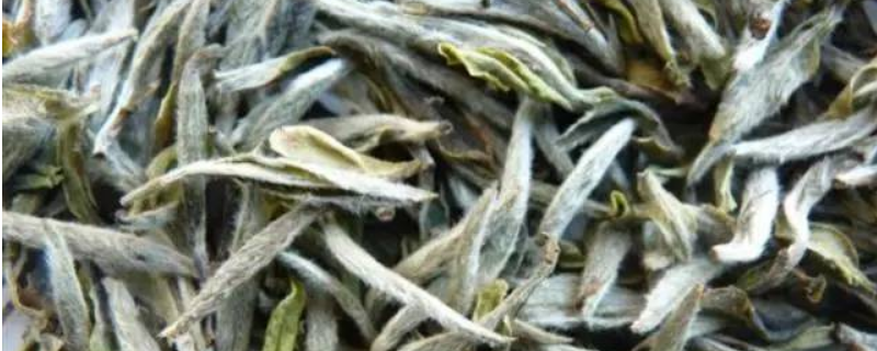 云南月光白属于什么茶
