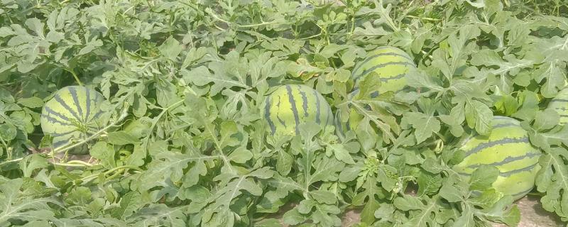 贵州适合种植什么经济作物