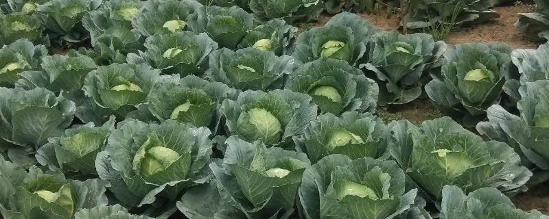 芒种季节种什么农作物