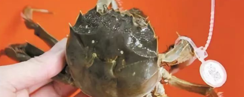 阳澄湖大闸蟹做法