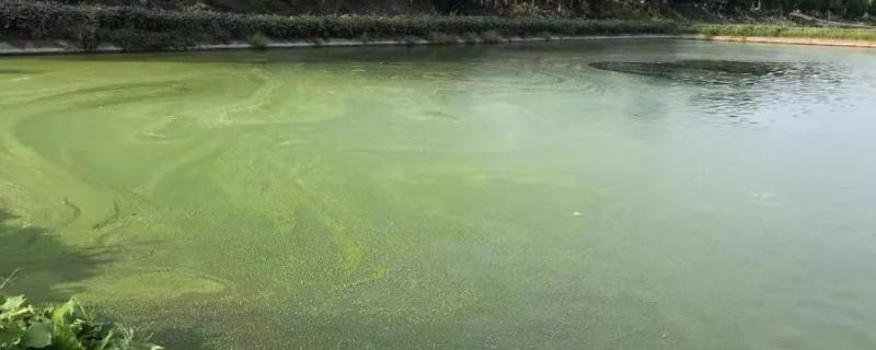 鱼塘亚硝酸盐过高是什么原因